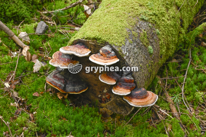 Polypore marginé (Fomitopsis pinicola) - gryphea.com